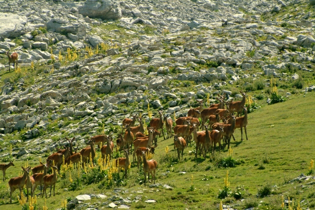 Cerbiatti: generazione 2008